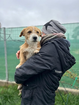 Manolito - kleiner junger Rüde in Mangalia  Bild 8