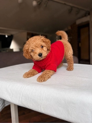 Maltipoo Welpe sucht neues zuhause  Bild 3