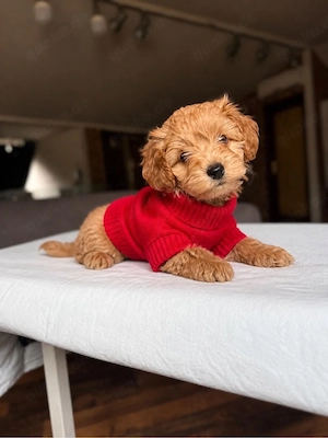 Maltipoo Welpe sucht neues zuhause  Bild 2