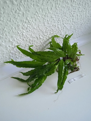 Javafarn (Microsorum pteropus) ca. 14 bis 20 cm Bild 3
