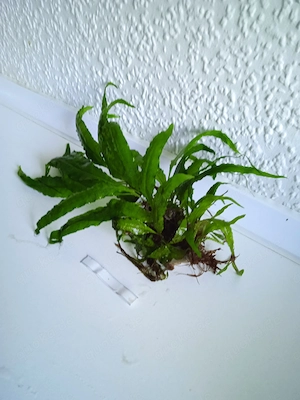 Javafarn (Microsorum pteropus) ca. 14 bis 20 cm Bild 2