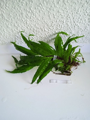 Javafarn (Microsorum pteropus) ca. 14 bis 20 cm