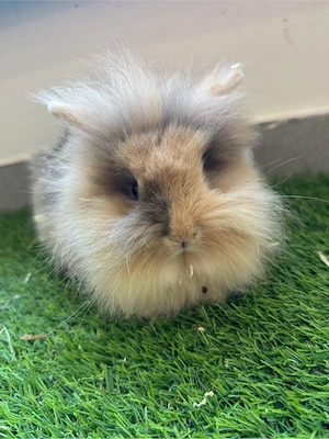 Zwergkaninchen 