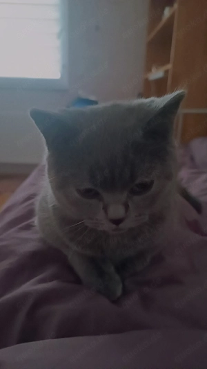 Britisch Kurzhaar Katze zu verkaufen
