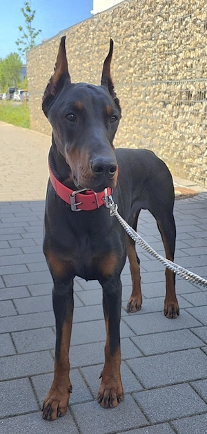 Familienfreundlicher Dobermann