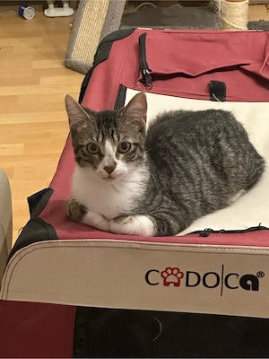 Kater sucht neues Zuhause.