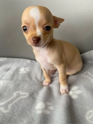 Chihuahua welpen Rüde& Hündin Bild 4