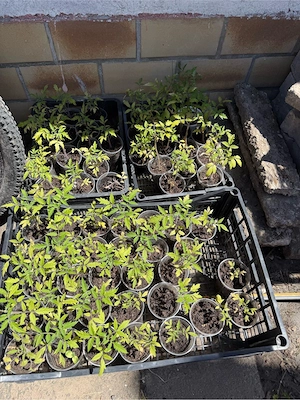 Tomatten , Grurken und Aubergine Pflanzen  Bild 3