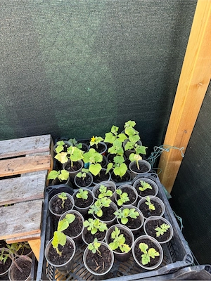 Tomatten , Grurken und Aubergine Pflanzen  Bild 5