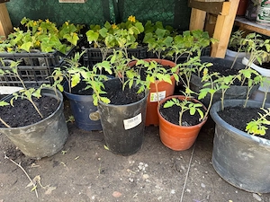 Tomatten , Grurken und Aubergine Pflanzen 