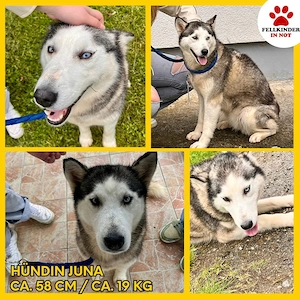 Hübsche Husky Mischlingshündin Juna wartet darauf endlich gesehen zu werden
