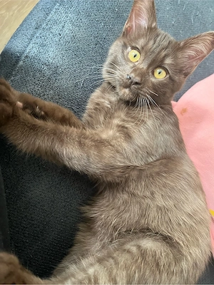 Siam-Mix Kitten