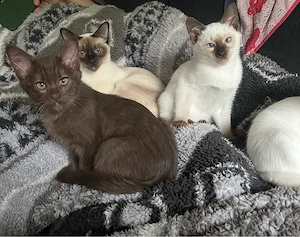 Siam-Mix Kitten