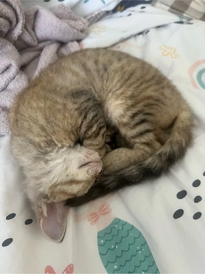 Sphynx Kätzchen