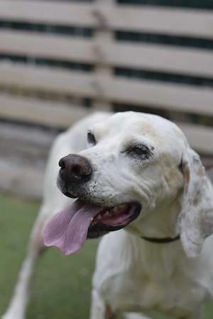 Alan - ruhiger Pointer sucht seine Familie