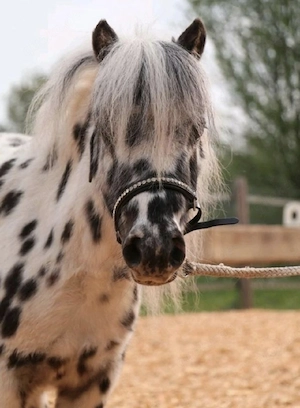 Shetty, Shetland Ponys 