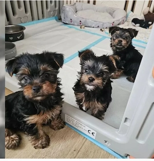 Yorkshire Terrier