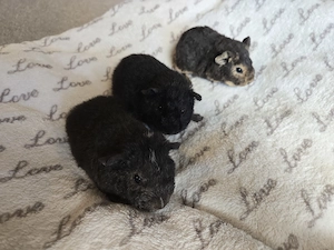3 Teddy Meerschweinchen Buben 