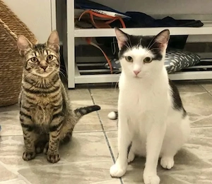 Ilinca  & Breton   zwei kleine Seelen, die zueinander gefunden haben.