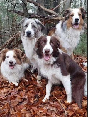 Deckrüde Border Collie Bild 3