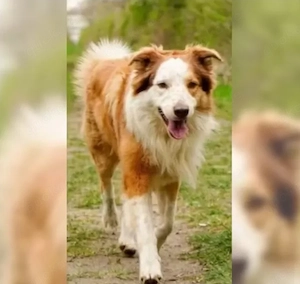 Deckrüde Border Collie