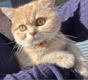 2 bkh katzen suchen gemeinsam ein neues liebevolles zuhause 