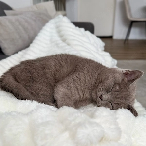 2 bhk katzen suchen gemeinsam ein liebevolles neues zuhause 