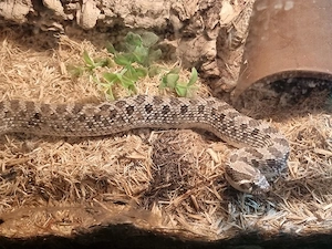 Hakennasennatter Männchen (Heterodon Nasicus)