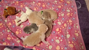 5 Wunderschöne BKH Jungs suchen ab 29.7.26 ein liebevolles Zuhause.  