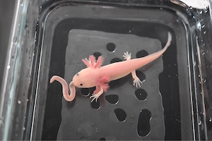 Baby Axolotl