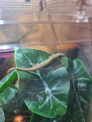 Goldstaubtaggeckos (Phelsuma Laticauda)