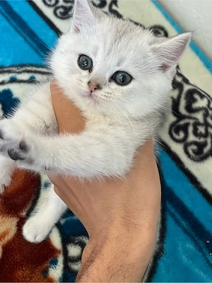 britisch kurzhaar babykatze