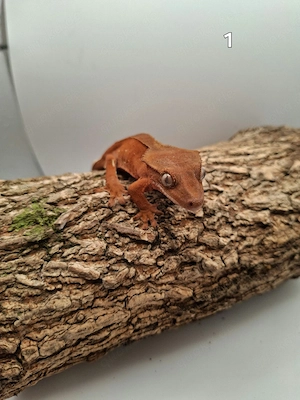 Correlophus ciliatus  