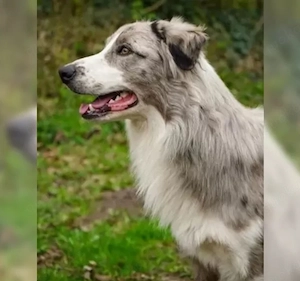 Deckrüde Border Collie Bild 5