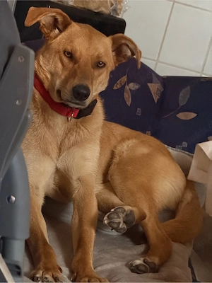 Leo sucht seinen herzensmensch 