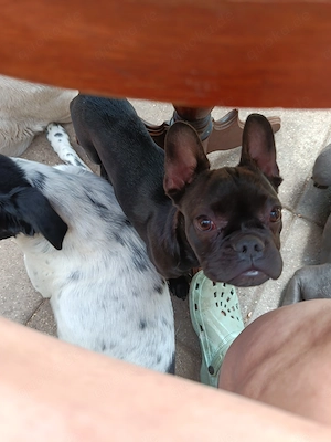 Baby Thora französische Bulldogge 