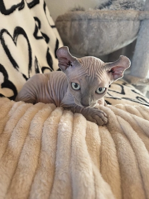 Sphynx-Elf Kitten,abgabebereit