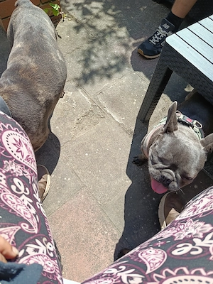 Nelly französische Bulldogge 