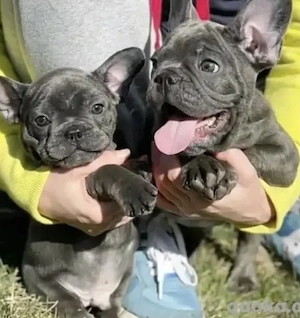 Super Französische Bulldoggen Welpen mit Papieren  Bild 2