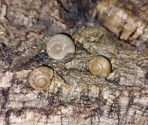Camaena platyodon Hainan, keine Achatschnecken