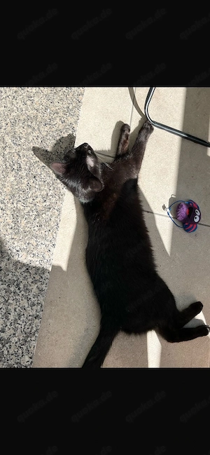 Katze Yuki (3 Jahre) sucht neues Zuhause