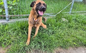 Zuhause gesucht für Caleb