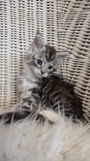 Maine Coon Kitten mit Ahnentafel ,suchen ab 11.07.2026 ein neues,tolles Zuhause