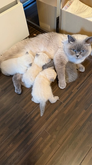 Britishe Reinrasige Kurzhaare Babys 
