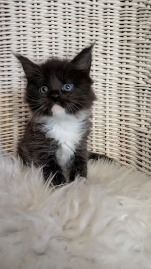Maine Coon Kitten mit Ahnentafel ,suchen ab 11.07.2026 ein neues,tolles Zuhause
