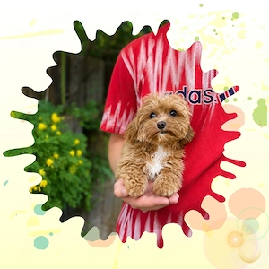 Maltipoo Welpen