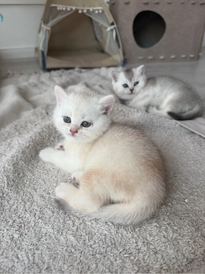 BKH kitten Blue golden Shell Kater