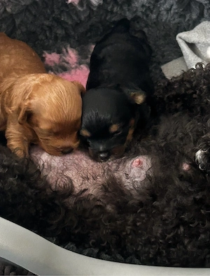 Maltipoo Babys