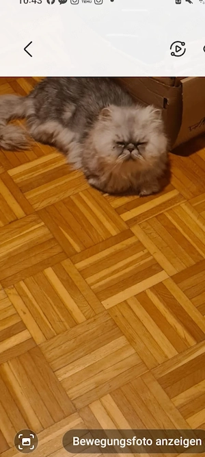 Perser Kater (3 Jahre) 