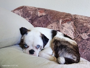 mops mischling sucht zuhause